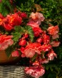 Begonia Cascade Florence1